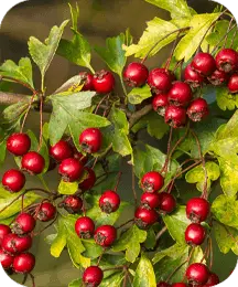 Hawthorn Berries