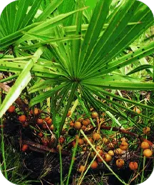 Saw Palmetto